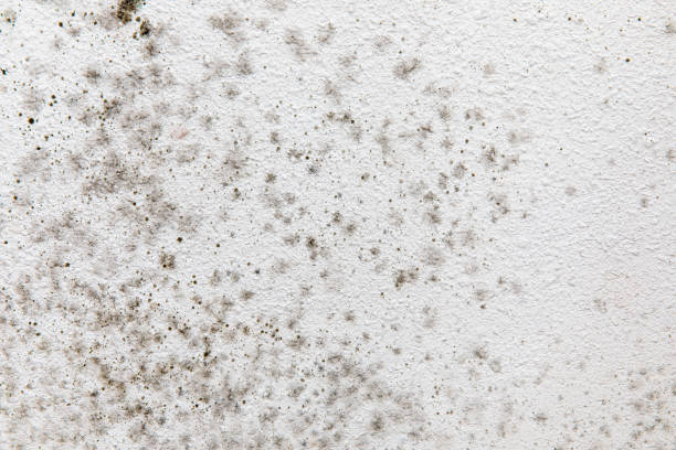 Best Mold Removal for HVAC Installations  in Hughestown, PA